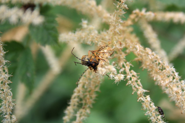 Rutpela maculata?